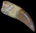 Large, Carcharodontosaurus Tooth - Partially Rooted #52480-1